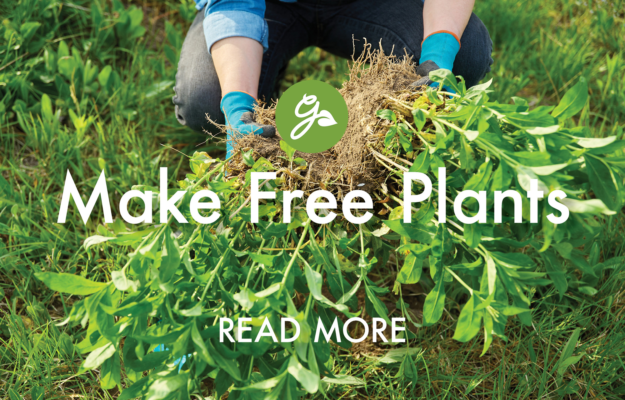 Read more about making free plants by propagating through division. Image shows a gardener dividing phlox plants