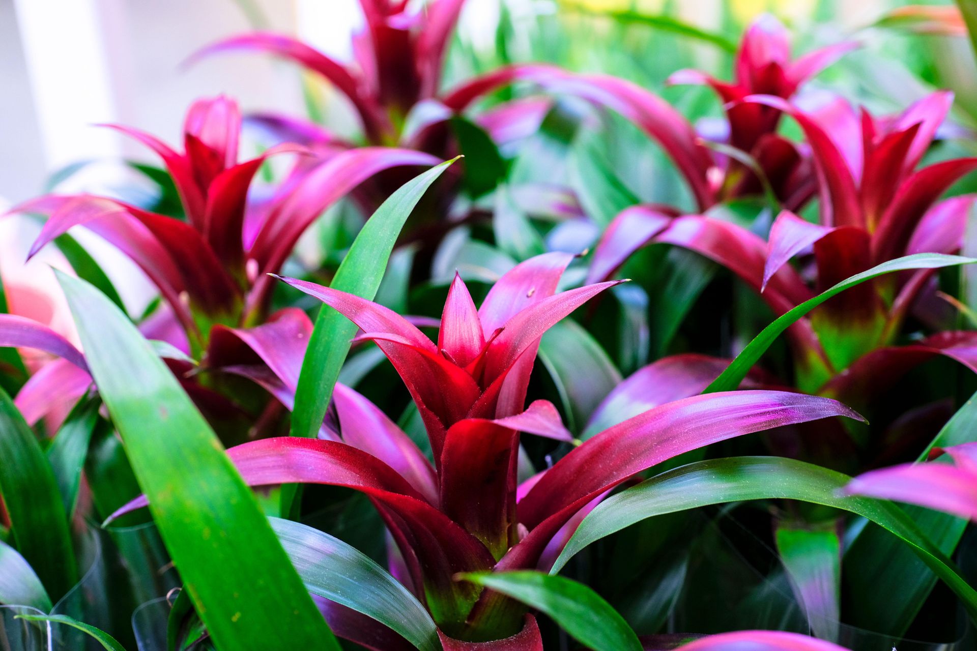 Bromeliads