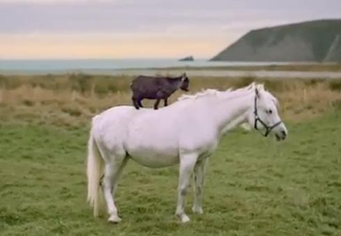 Goat rides horse