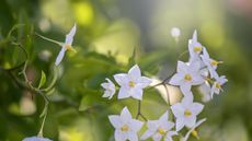 The white, starry blooms of solanum, or the potato vine, in a sunny garden border