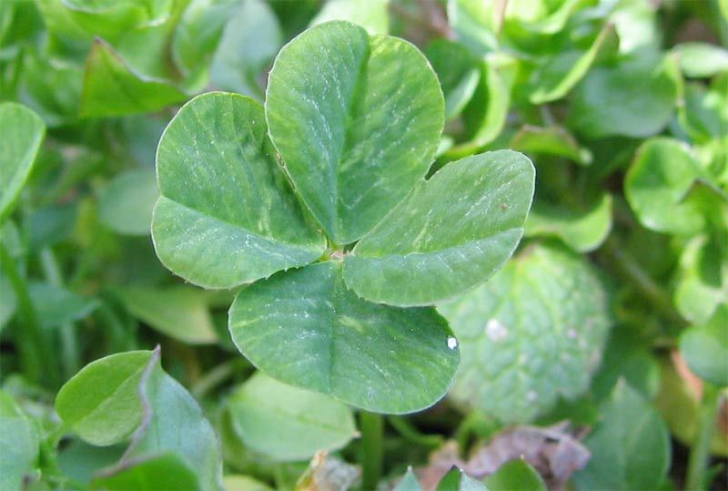 four-leaf clover