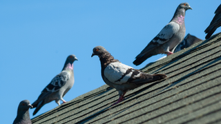 Pigeons on roof with blue sky in the background