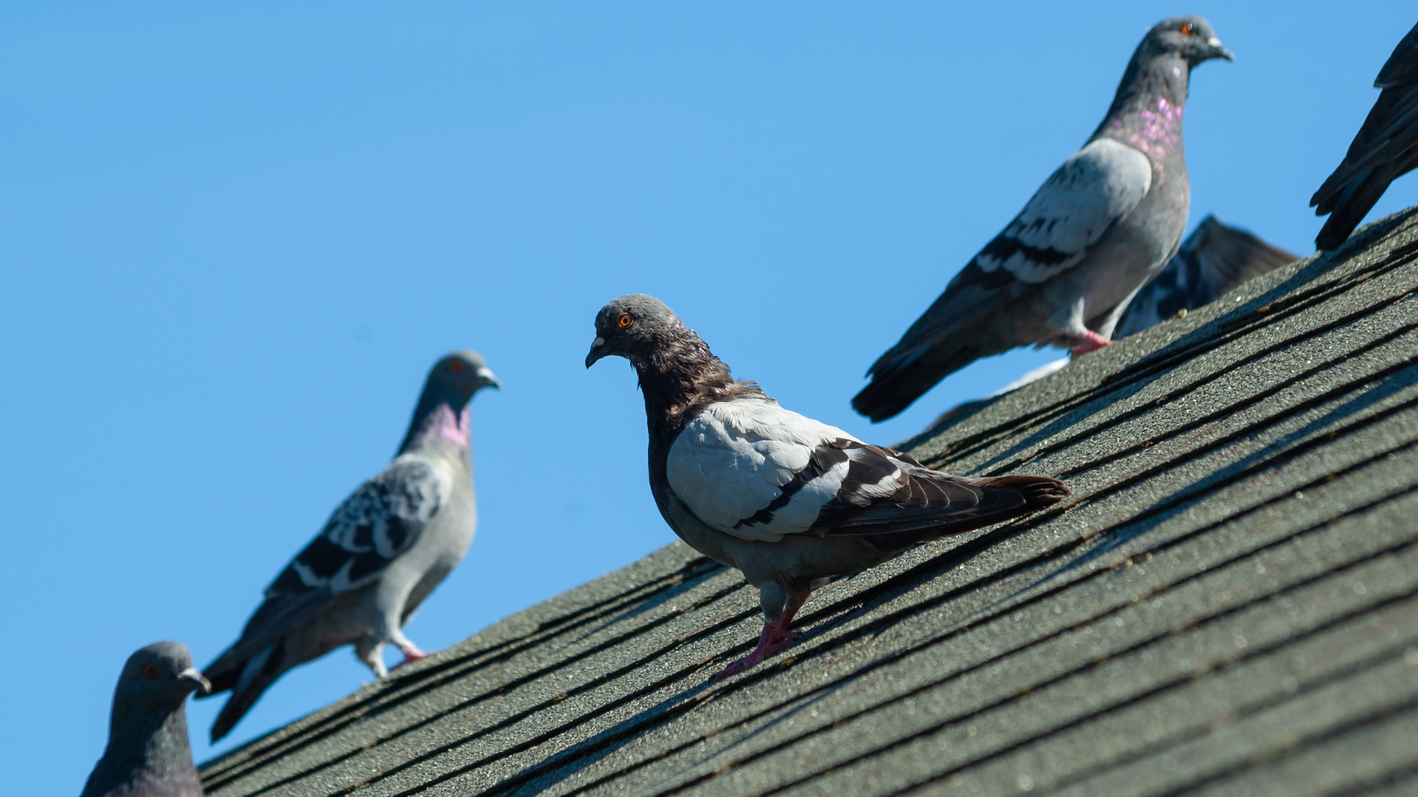 Pigeons on roof with blue sky in the background