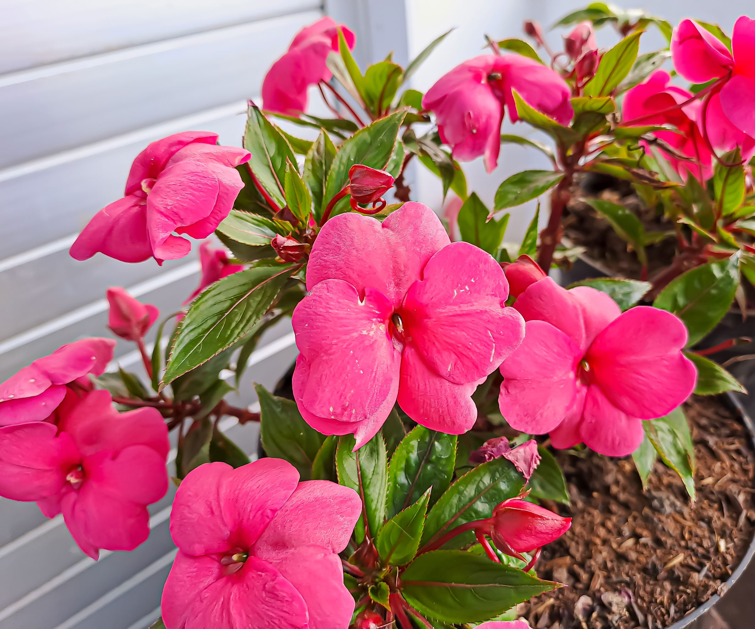pink impatiens plants in balcony containers