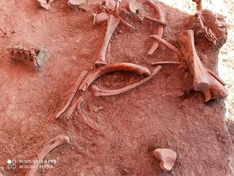 Researchers found the bones of at least 60 mammoths.