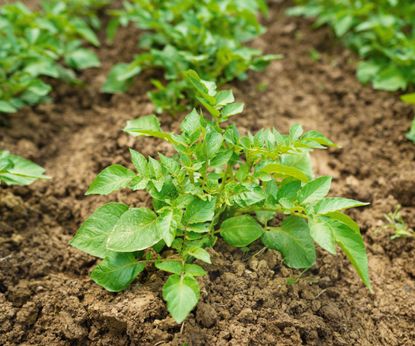 How to fertilize potatoes: expert tips for feeding crops | Homes & Gardens