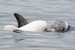 Risso's dolphins are the only cetaceans with a vertical crease on the forehead.