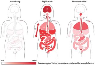 In this image, the researchers used red coloring to indicate the percentage of cancers that are attributed to inherited mutations (left), random mistakes (center) and environmental factors (right) in women. For each organ, the color represents what percentage is attributable to each factor, ranging from white (0 percent) to red (100 percent). The cancers are identified as: B, brain; Bl, bladder; Br, breast; C, cervical; CR, colorectal; E, esophagus; HN, head and neck; K, kidney; Li, liver; Lk, leukemia; Lu, lung; M, melanoma; NHL, non-Hodgkin lymphoma; O, ovarian; P, pancreas; S, stomach; Th, thyroid; U, uterus.