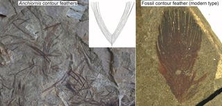 A fossil of individual Anchiornis feathers next to a fossil of feathers resembling those of modern birds.