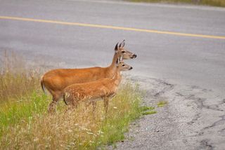 Deer Age Chart Body