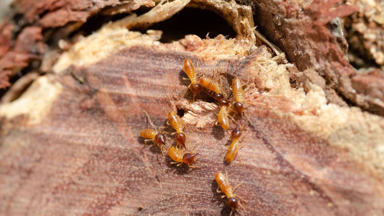 Termites on a rotting log