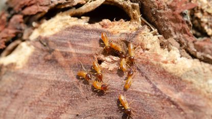 Termites on a rotting log