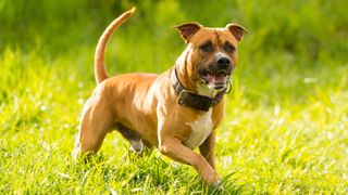 American Staffordshire Terrier