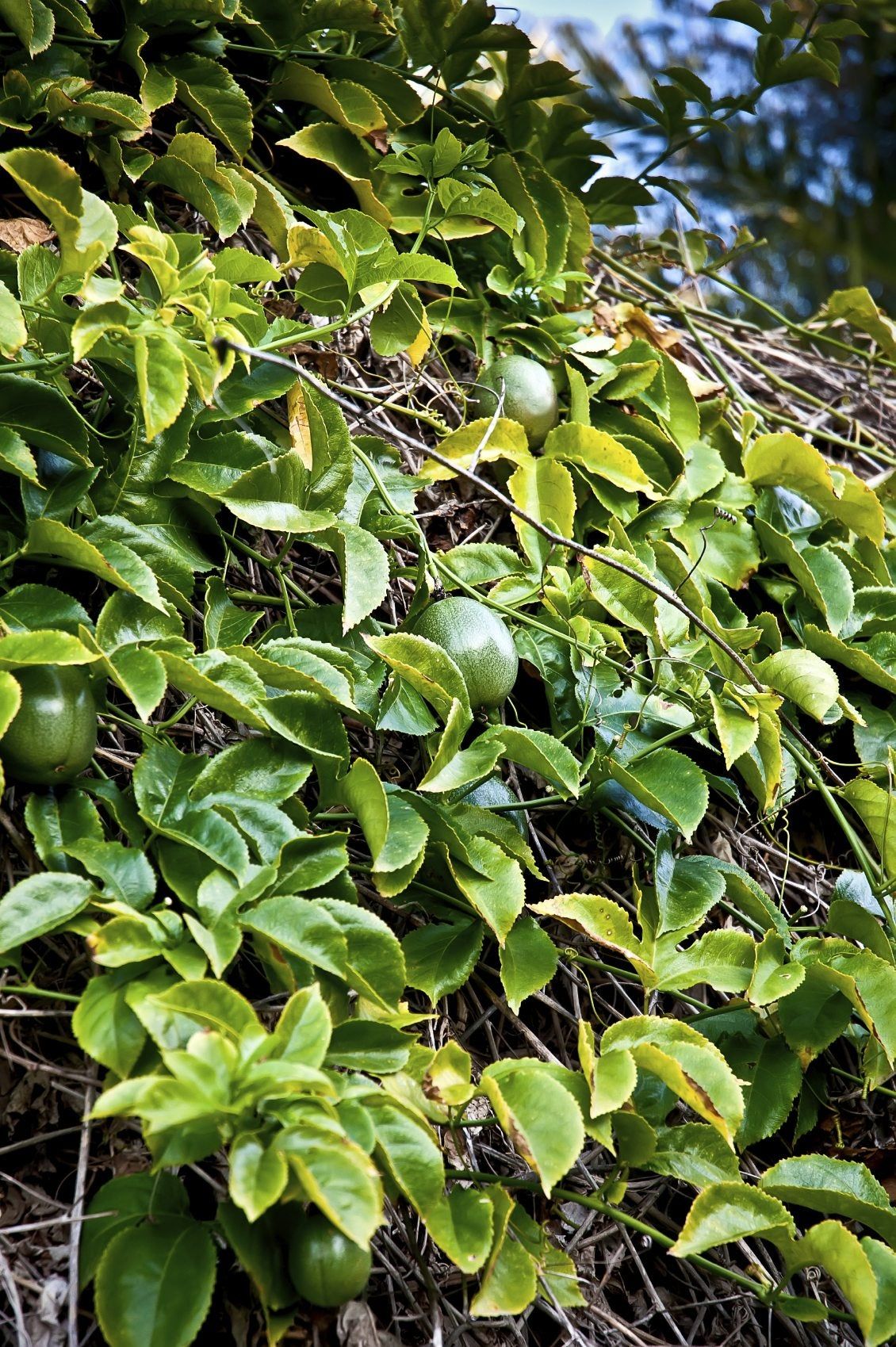 Yellowing Leaves On Passion Fruit Plants