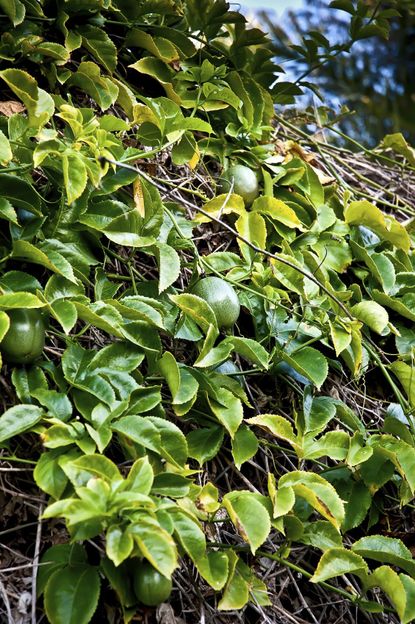 Yellowing Leaves On Passion Fruit Plants