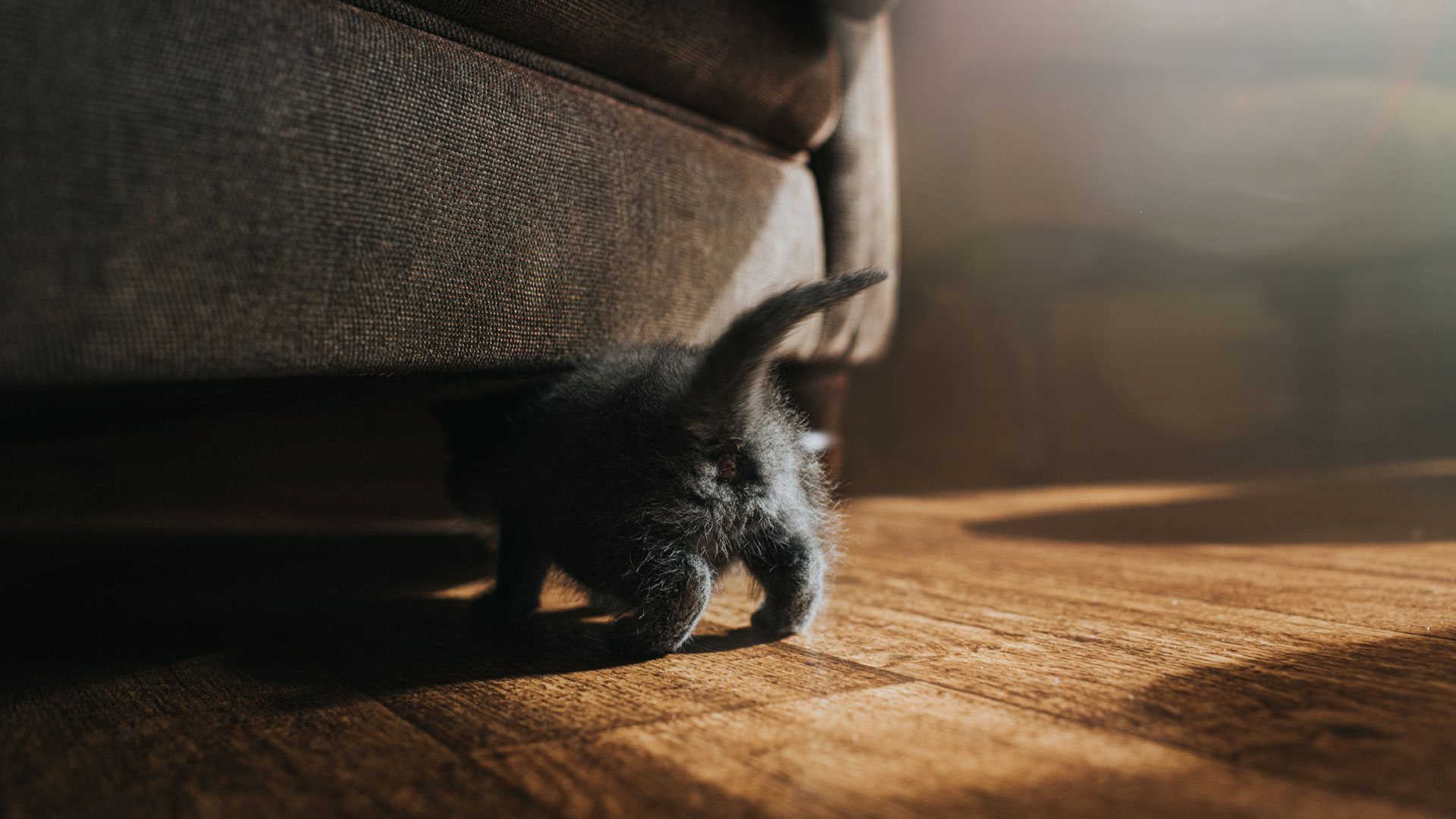 Cat sniffing under sofa