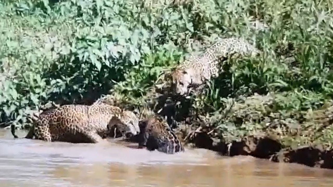 The Brazilian pair share a meal.