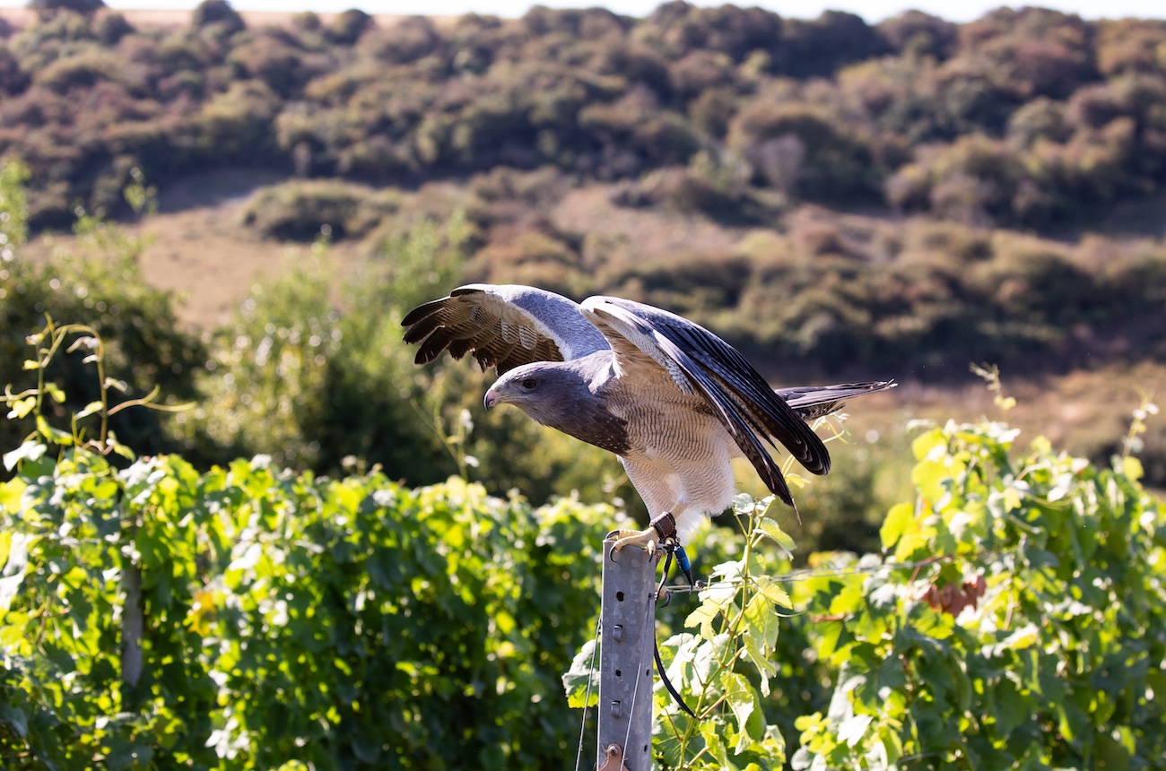 eagle, rathfinny wine estate