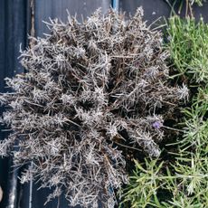 Dry and dead lavender plant from above