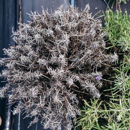 Dry and dead lavender plant from above