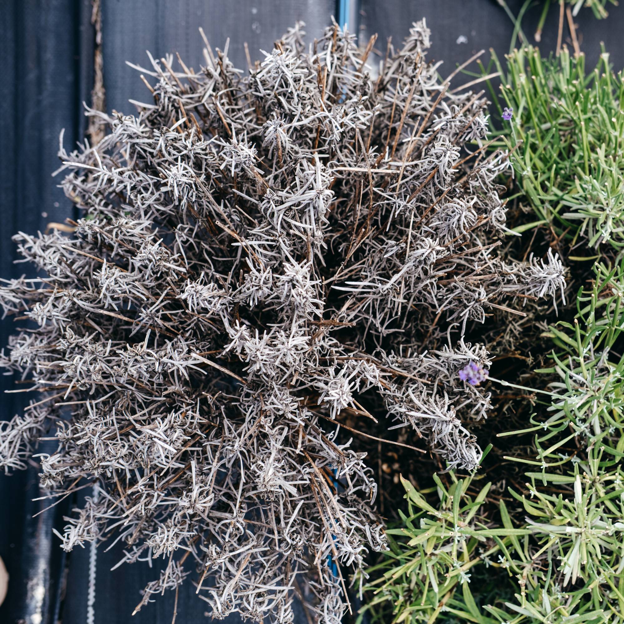 Dry and dead lavender plant from above