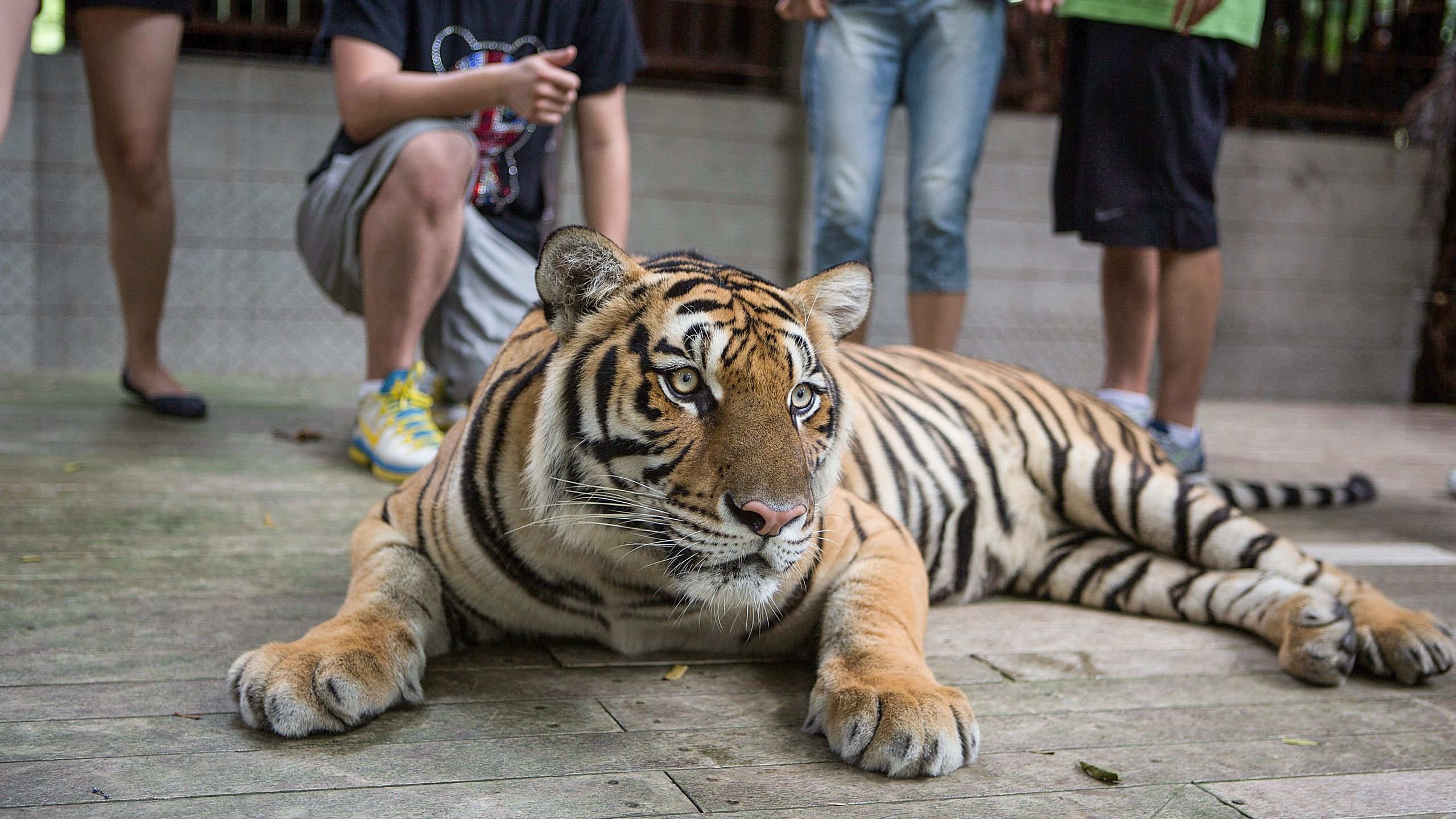 Photographer Criticizes Tourist Photos with Captive Tigers