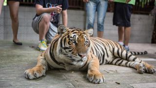 MAE RIM, THAILAND - JULY 25: A tiger is surrounded by Chinese tourists on July 25, 2014 at Tiger Kingdom in Mae Rim, Thailand. Thailand's government announced recently that visa fees will be waived for tourists from China and Taiwan between August 1 and October 31 in a bid to boost tourism affected by recent political turmoil. (Photo by Taylor Weidman/Getty Images)