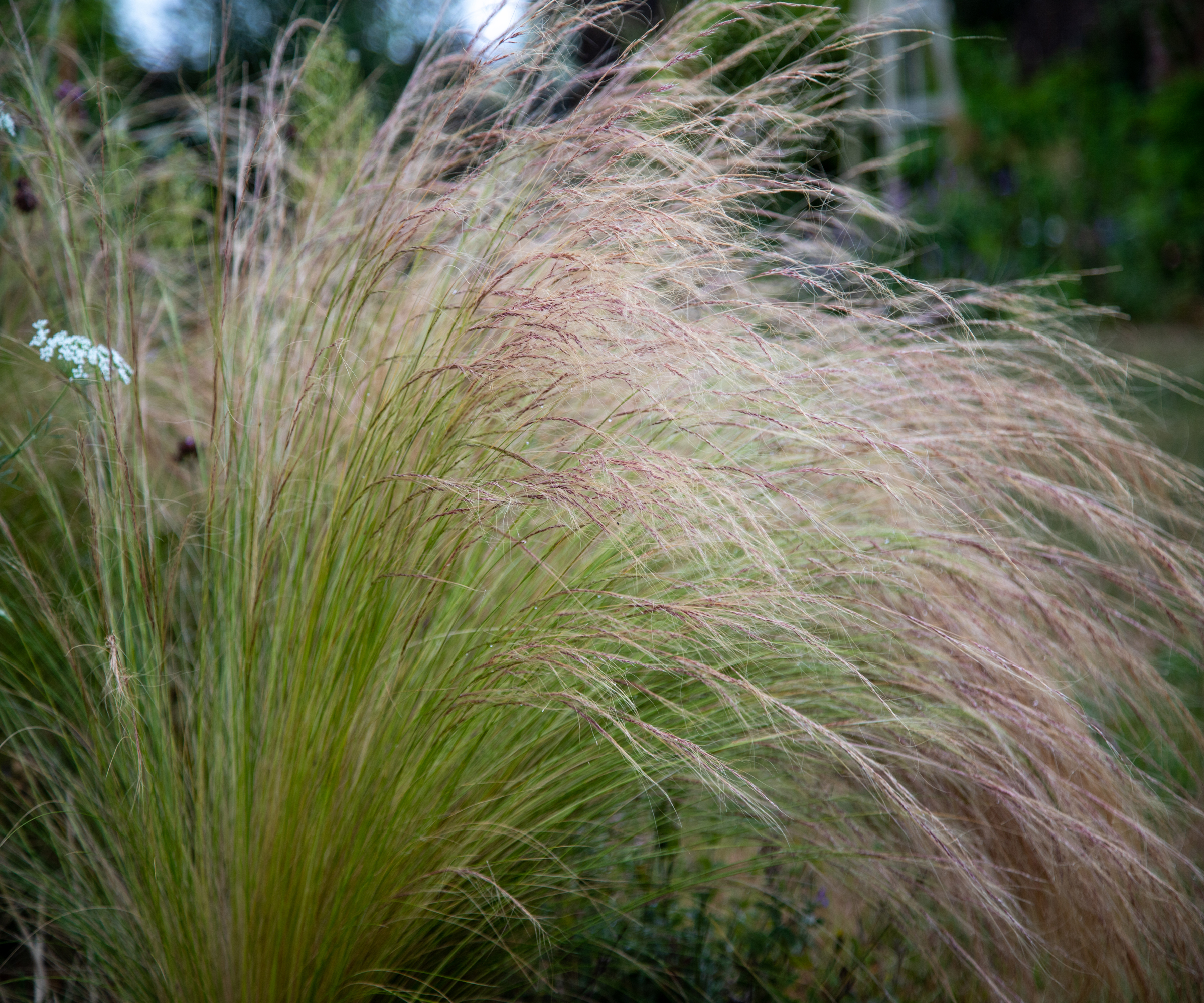 Fluffy brown panicles and green foliage of mexican feather grass