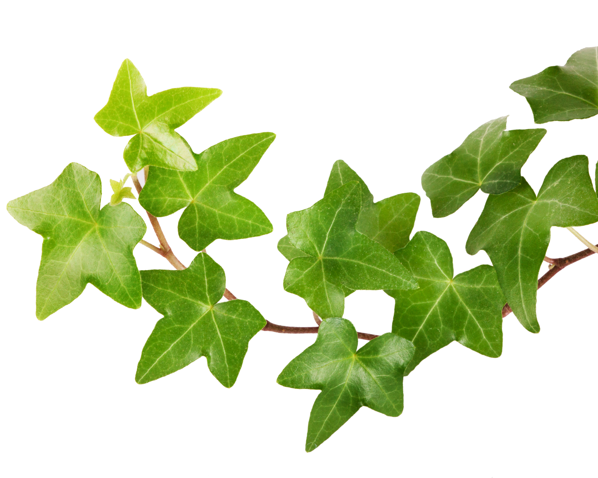 Stem of ivy with bright green leaves