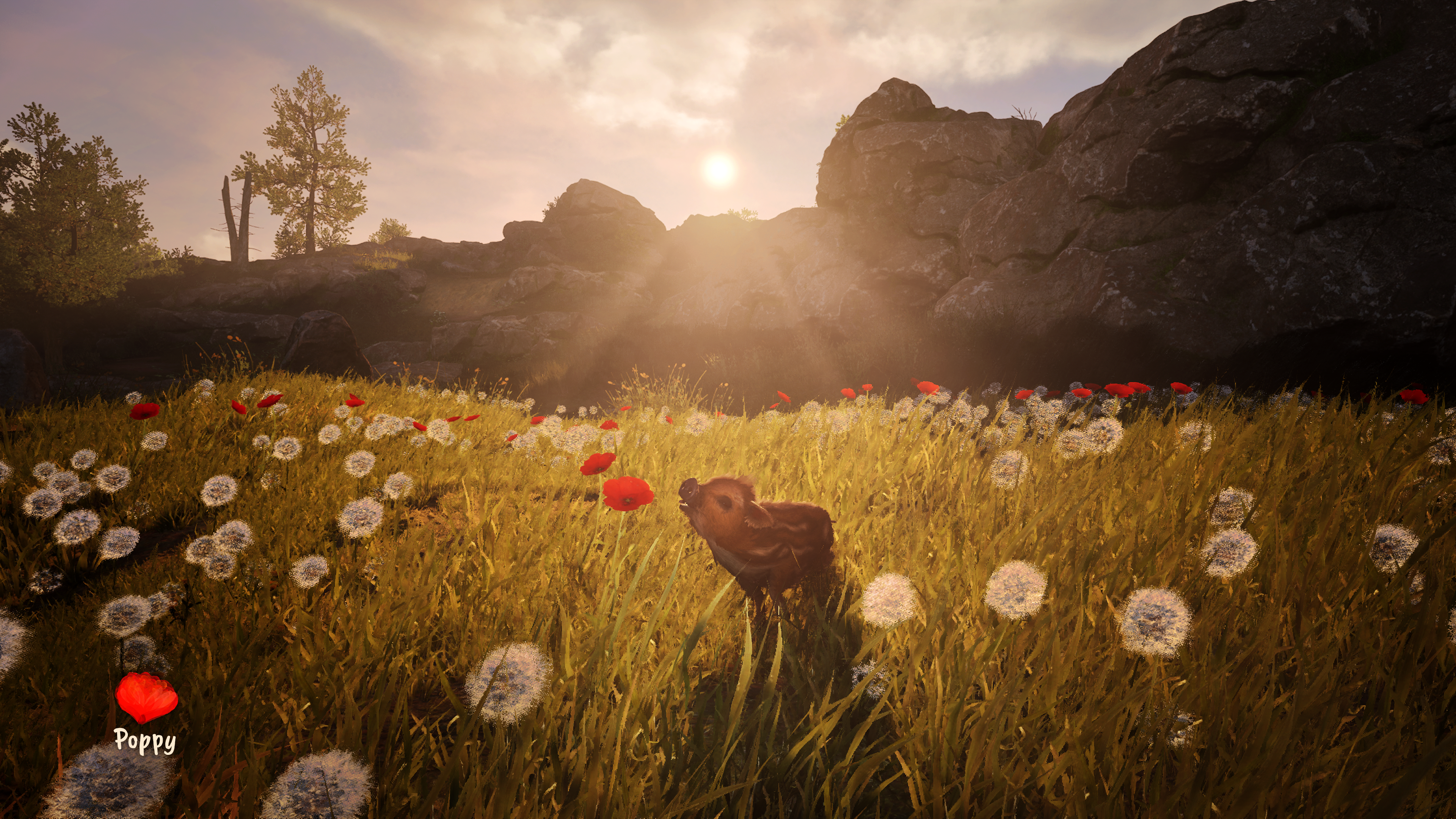 Enjoying sniffing a poppy in Adorable Adventures