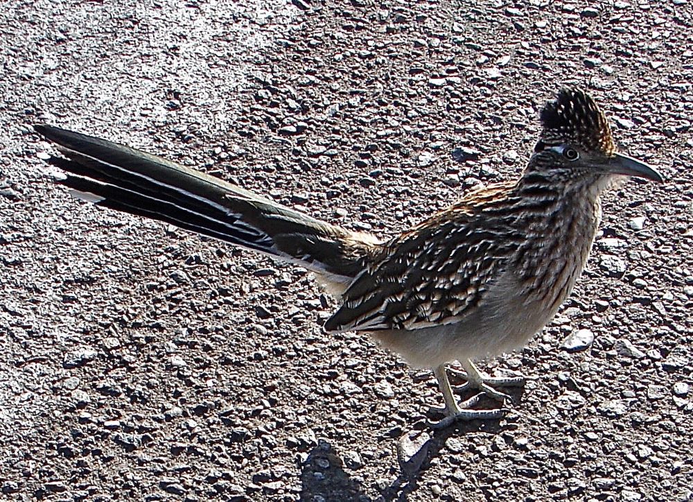 Darlings Of The American Deserts: Photos Of The Greater Roadrunner ...