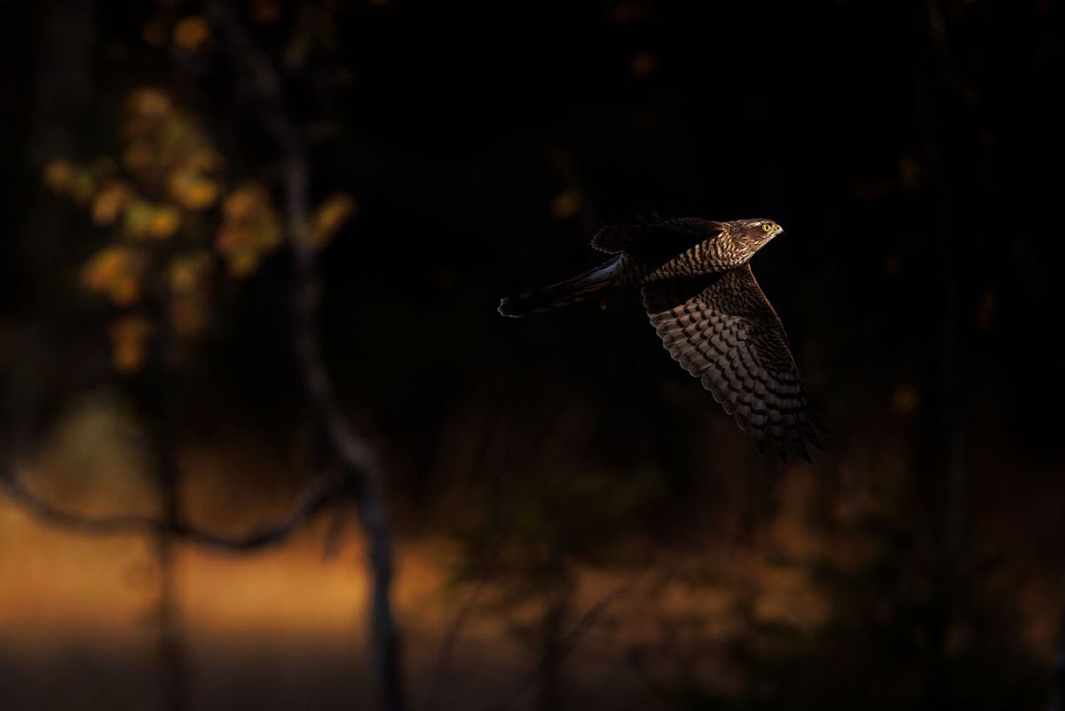 A hawk flies through a dim forest, wings spread against a dark, softly blurred woodland background