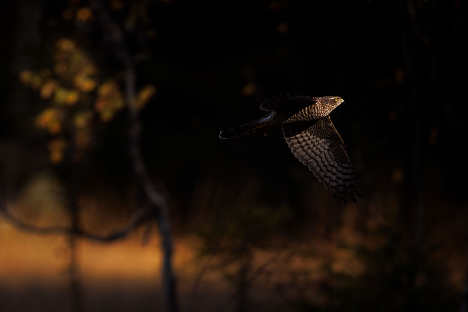 A hawk flies through a dim forest, wings spread against a dark, softly blurred woodland background