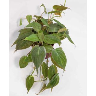 Philodendron plant