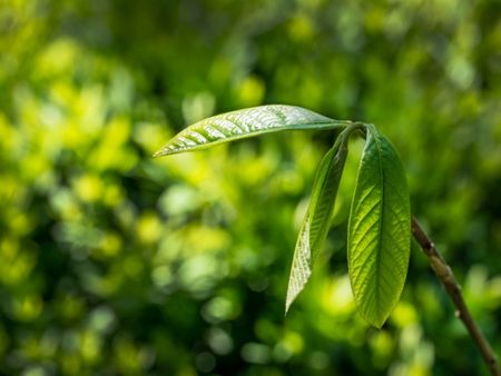 Pawpaw Cuttings