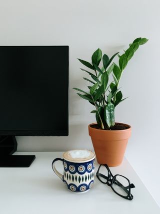 Best indoor plants: Zamioculcas