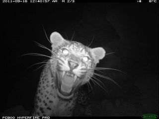 Persian Leopard Afghanistan camera trap