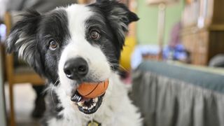 A border collie playing with his favorite squeaky toy in his mouth