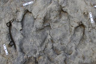 hadrosaur footprint