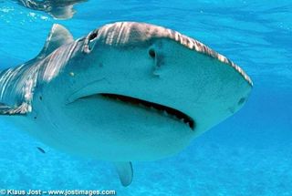 Tiger Shark: Discover how to identify and tips to catch