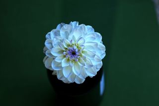My starting point was a nine-shot image of a dahlia from my garden, focus-stacked using Affinity Photo