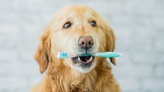 A golden retriever holding a toothbrush in her mouth
