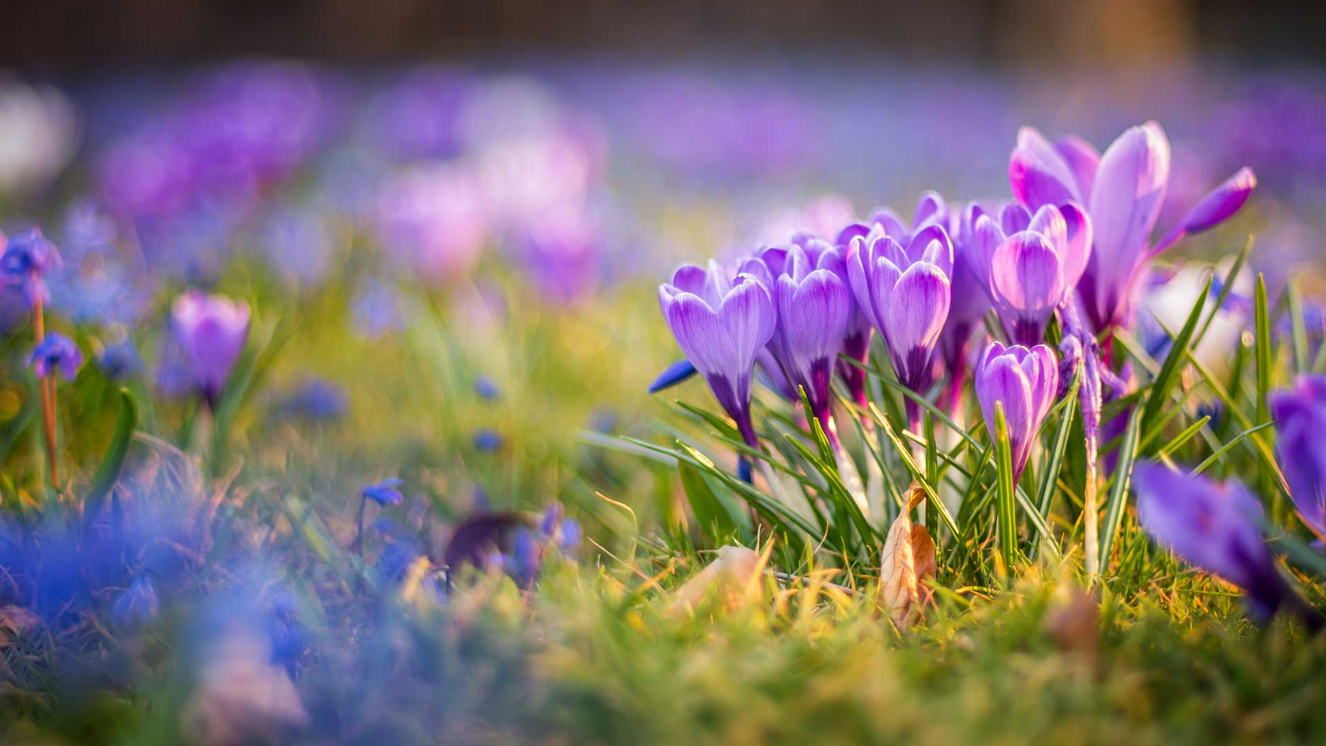purple crocus flowers in lawn