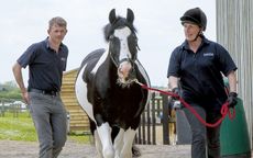 1-trotting-up-for-main.jpg