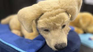 A robotic Labrador sits on a blue pillow