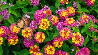 Lantana camara