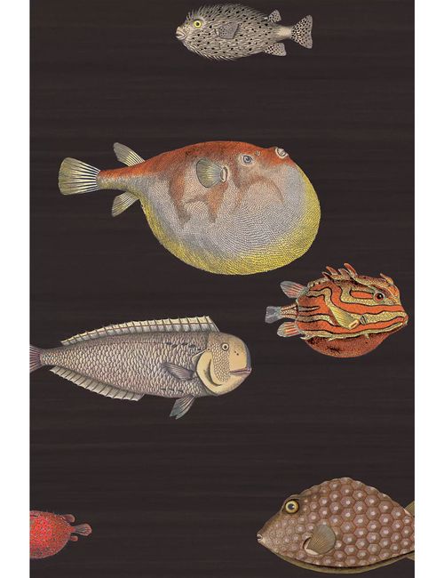 Acquario Ocean Fish Wallpaper