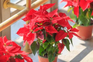 A close-up of a potted poinsettia