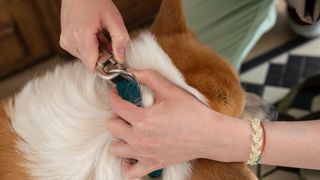 Quick and easy tricks to teach your dog