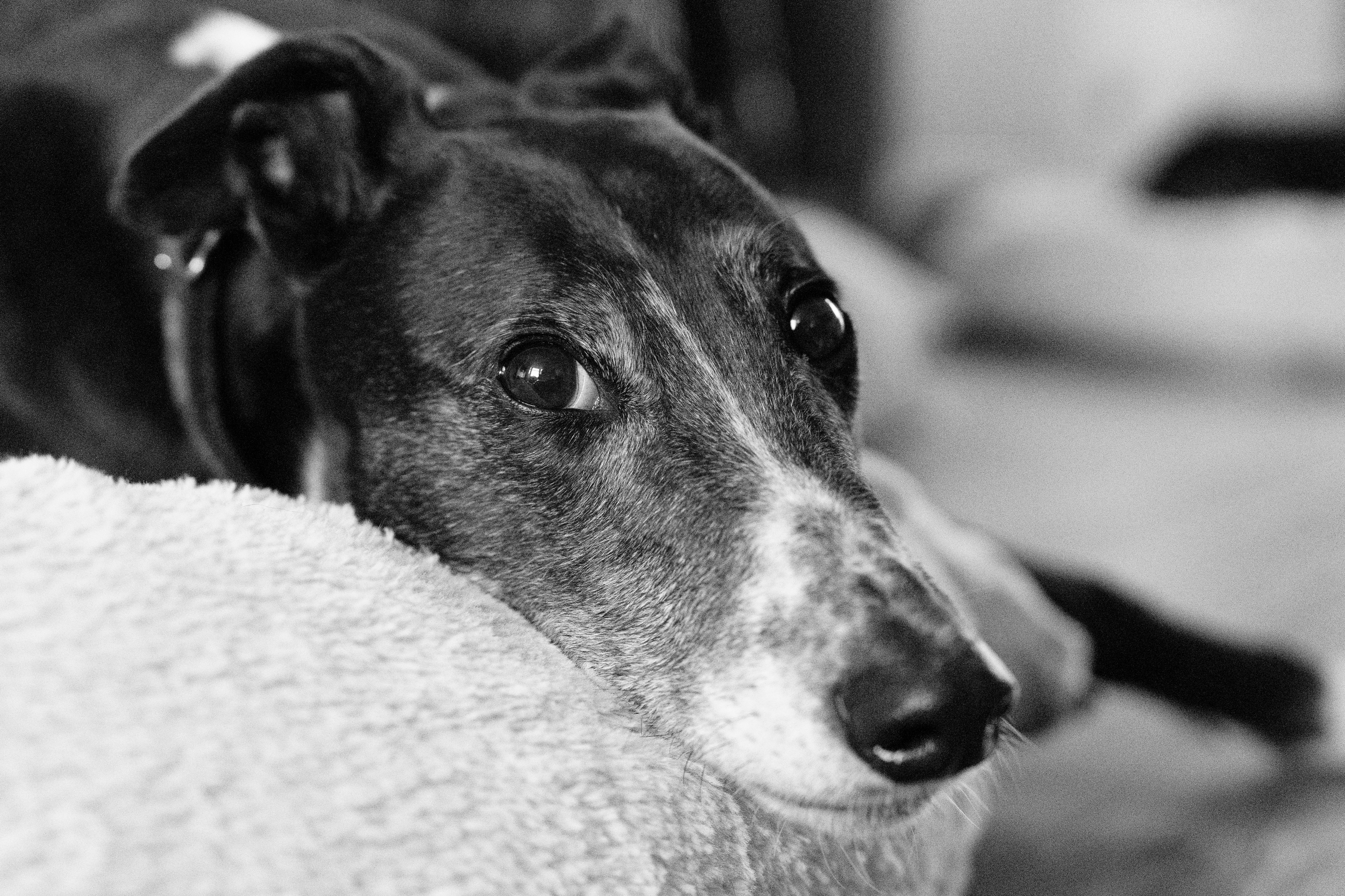 A photo of a black and white greyhound lying on a bed looking at the camera.